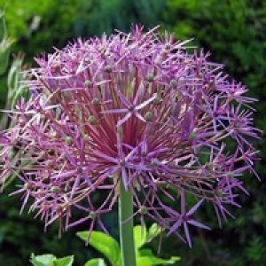 ALLIUM CHRISTOPHII SEEDS - STAR OF PERSIA - 25 SEEDS