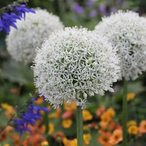 ALLIUM STIPITATUM WHITE MOUNT EVEREST - 25 SEEDS