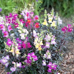 ANTIRRHINUM TWILIGHT MIXED SEEDS - MIXED COLOUR SNAPDRAGON - 500 SEEDS