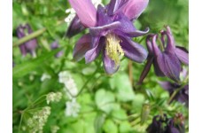 AQUILEGIA SEEDS - MIXED COLOURS - 250 SEEDS