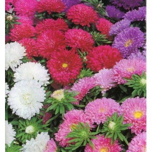 ASTER COLOUR CARPET MIXED COLOUR SEEDS - 100 SEEDS