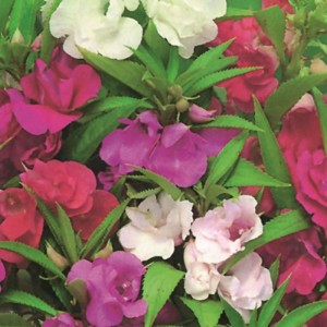 BALSAM DWARF BUSH FLOWERED MIX SEEDS -  DOUBLE FLOWERS - 100 SEEDS