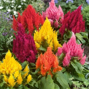 CELOSIA ARGENTEA PLUMOSA - COCKSCOMB PAMPASS PLUME MIX - 100 SEEDS