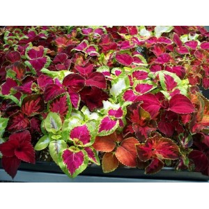 COLEUS RAINBOW MIX SEEDS - MIXED COLOUR COLEUS - 50 SEEDS