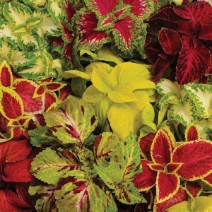 COLEUS WIZARD MIX (MIXED FOLIAGE COLOURS) - 50 SEEDS