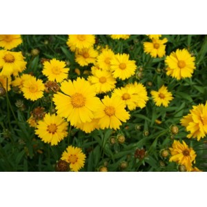 COREOPSIS LANCEOLATA SEEDS - MAYFIELD GIANTS YELLOW / ORANGE PERENNIAL SEEDS - 50 SEEDS