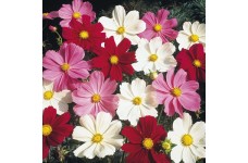 COSMOS BIPINNATUS DWARF MIX SEEDS - WHITE, PURPLE, PINK & CRIMSON FLOWERS - 50 SEEDS