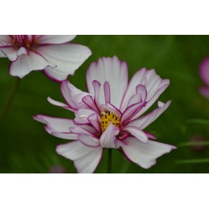 COSMOS BIPINNATUS FIZZY ROSE PICOTEE SEEDS - ROSE PINK FLOWERS - 50 SEEDS