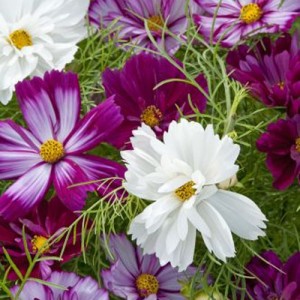 COSMOS FIZZY MIXED SEEDS - PURPLE WHITE LILAC FLOWERS - 50 SEEDS