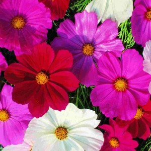 COSMOS BIPINNATUS SENSATION MIX SEEDS - MIXED COLOUR SEEDS - 50 SEEDS