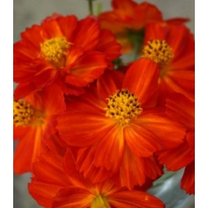 COSMOS SULPHUREUS REDCREST SEEDS - ORANGE RED FLOWERS - 50 SEEDS