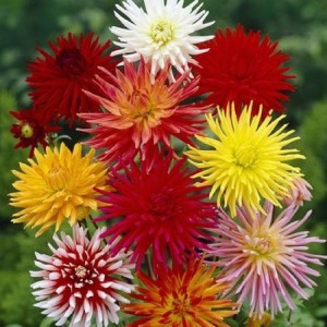 DAHLIA CACTUS MIX SEEDS - 50 SEEDS