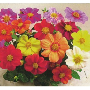 DAHLIA COLTNESS HYBRID MIX SEEDS - MIXED COLOUR FLOWERS - 50 SEEDS