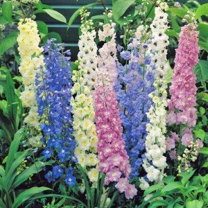 DELPHINIUM CROWN PACIFIC MIX SEEDS - MIXED COLOUR FLOWERS - 50 SEEDS