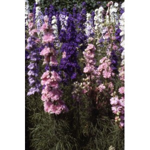 DELPHINIUM LARKSPUR GIANT HYACINTH MIX SEEDS - CONSOLIDA AJACIS - 100 SEEDS