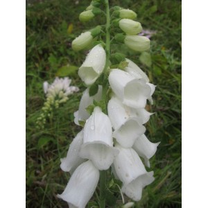 DIGITALIS PURPUREA ALBA WHITE FOXGLOVE SEEDS - 500 SEEDS