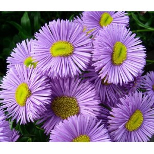 ERIGERON SPECIOSUS AZURE FAIRY SEEDS - BLUE LILAC FLEABANE DAISY - 150 SEEDS