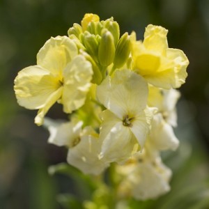 ERYSIMUM CHEIRI PRIMROSE CREAM WALLFLOWER SEEDS - DWARF BEDDING - 150 SEEDS