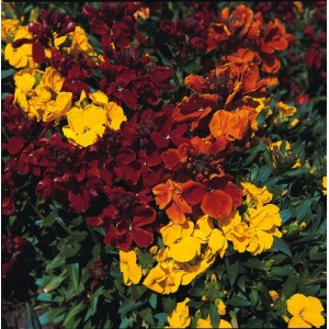 ERYSIMUM CHEIRI WALLFLOWER TOM THUMB MIX SEEDS - DWARF BEDDING - 100 SEEDS