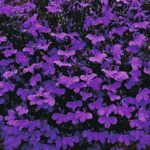 LOBELIA ERINUS CRYSTAL PALACE SEEDS - VIVID BLUE FLOWERS - COMPACT PLANT - 500 SEEDS