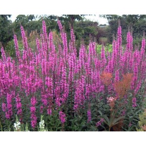 LYTHRUM ROSY GEM SEEDS - PURPLE LOOSESTRIFE - 500 SEEDS