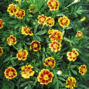 MARIGOLD TAGETES DWARF FRENCH LEGION D'ONORE SEEDS (LEGION OF HONOUR) - 100 SEEDS