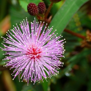 MIMOSA PUDICA SEEDS (SHY PLANT / SENSITIVE PLANT SEEDS) - 100 SEEDS