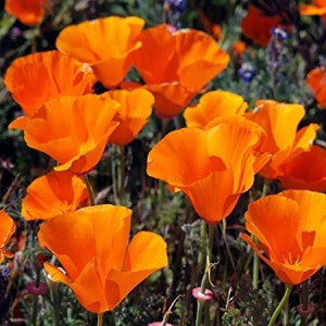 CALIFORNIA POPPY GOLDEN WEST SEEDS - ESCHSCHOLTZIA CALIFORNICA - 500 SEEDS