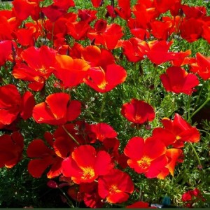 CALIFORNIA POPPY RED CHIEF SEEDS - ESCHSCHOLTZIA CALIFORNICA - 500 SEEDS