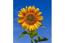 SUNFLOWER - RUSSIAN GIANT GREY STRIPED - HELIANTHUS ANNUUS - 20 SEEDS