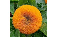 SUNFLOWER TEDDY BEAR SEEDS - GOLDEN YELLOW HELIANTHUS ANNUUS - 20 SEEDS