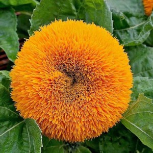 SUNFLOWER TEDDY BEAR SEEDS - GOLDEN YELLOW HELIANTHUS ANNUUS - 20 SEEDS