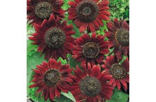 SUNFLOWER VELVET QUEEN SEEDS - DARK RED HELIANTHUS ANNUUS - 20 SEEDS