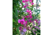 SWEET PEA MIXED CLIMBER TRELLIS WIGWAMS BASKETS  - 50 SEEDS