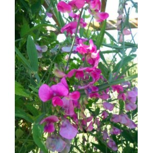 SWEET PEA MIXED CLIMBER TRELLIS WIGWAMS BASKETS  - 50 SEEDS