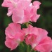 SWEET PEA MIXED CLIMBER TRELLIS WIGWAMS BASKETS  - 50 SEEDS