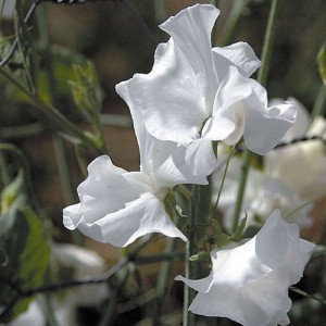 SWEET PEA DWARF CUPID WHITE SEEDS - WHITE LATHYDORUS ODORATUS - 40 SEEDS