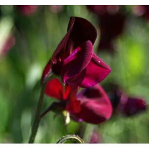 SWEET PEA HEIRLOOM BLACK KNIGHT SEEDS - DARK PURPLE LATHYDORUS ODORATUS - 20 SEEDS