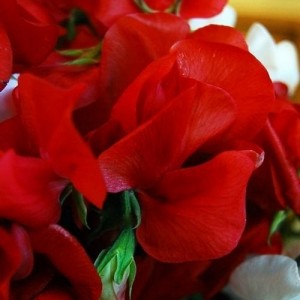 SWEET PEA MAMMOTH SCARLET SEEDS - SCARLET RED LATHYDORUS ODORATUS - 40 SEEDS