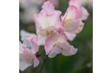 SWEET PEA MOLLIE RILSTONE SEEDS - LIGHT PINK & CREAM LATHYDORUS ODORATUS - 40 SEEDS