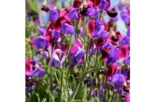 SWEET PEA OLD SPICE CUPANI SEEDS - MIXED COLOUR LATHYDORUS ODORATUS - 40 SEEDS