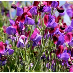 SWEET PEA OLD SPICE CUPANI SEEDS - MIXED COLOUR LATHYDORUS ODORATUS - 40 SEEDS