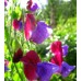 SWEET PEA OLD SPICE CUPANI SEEDS - MIXED COLOUR LATHYDORUS ODORATUS - 40 SEEDS