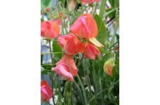 SWEET PEA GRANDIFLORA PRINCE OF ORANGE SEEDS - ORANGE LATHYDORUS ODORATUS - 40 SEEDS