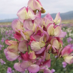 SWEET PEA GRANDIFLORA SPANISH DANCER SEEDS - TRICOLOUR - LATHYDORUS ODORATUS - 20 SEEDS