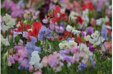 SWEET PEA SPENCER MIX SEEDS - MIXED COLOUR LATHYDORUS ODORATUS - 40 SEEDS