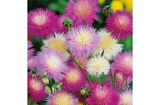 SWEET SULTAN CROWN MIXTURE SEEDS - AMBERBOA MOSCHATA - 100 SEEDS