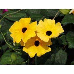 THUNBERGIA ALTA MIX - BLACK EYED SUSAN VINE - 25 SEEDS