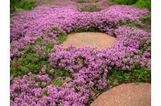 THYMUS SERPYLLUM SEEDS - CREEPING THYME / WILD THYME / BRECKLAND THYME - 250 SEEDS