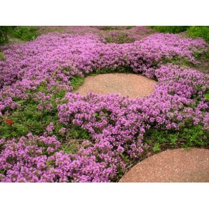 THYMUS SERPYLLUM SEEDS - CREEPING THYME / WILD THYME / BRECKLAND THYME - 250 SEEDS